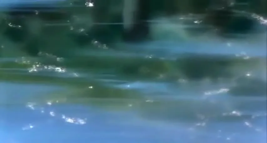 Жар-птица 2772: Космозона любви